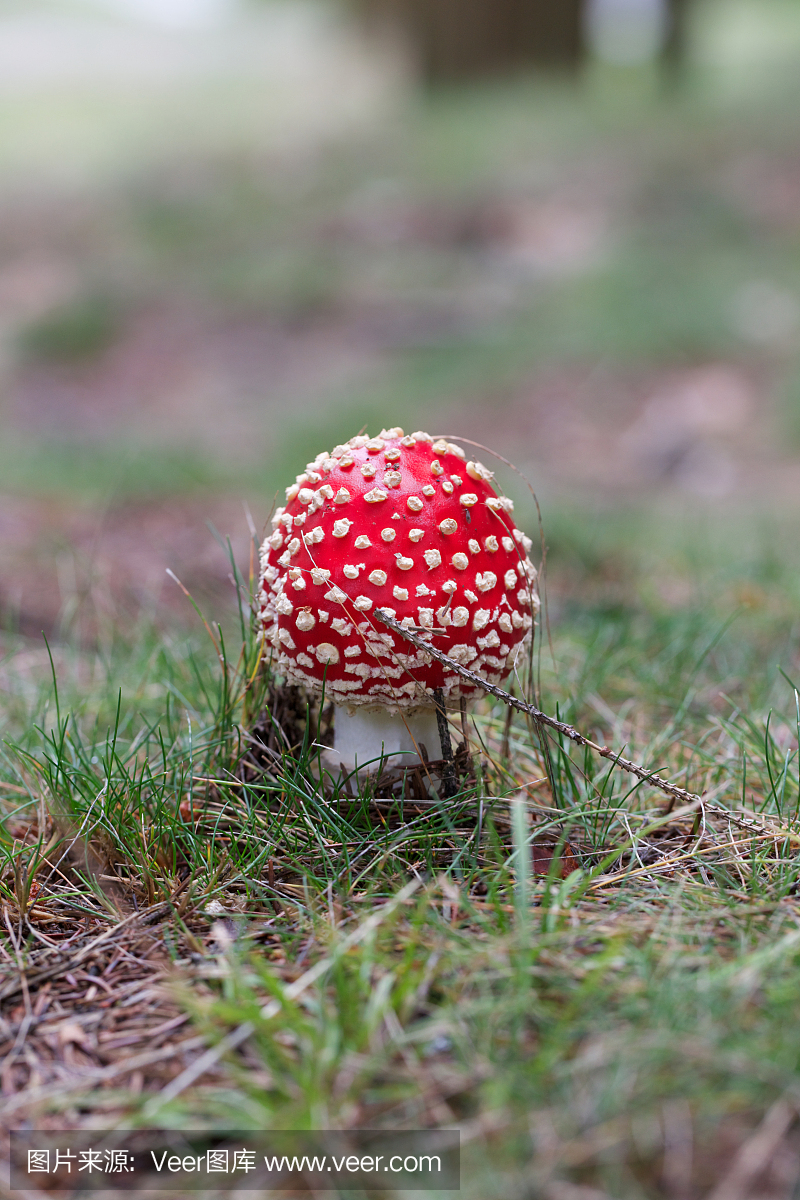 伞形毒菌,伞形毒蘑菇,伞形毒蕈,鹅膏属