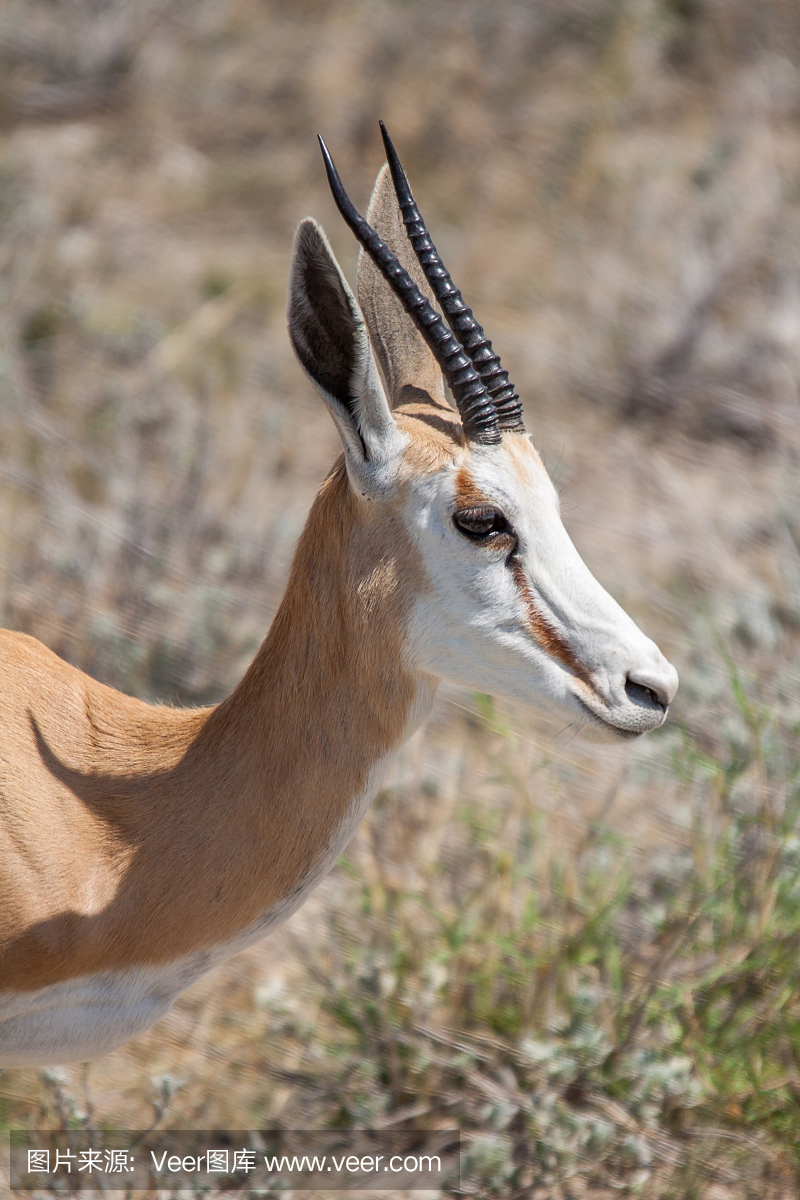 在埃及沙特阿拉伯国家公园,纳米比亚的热带草