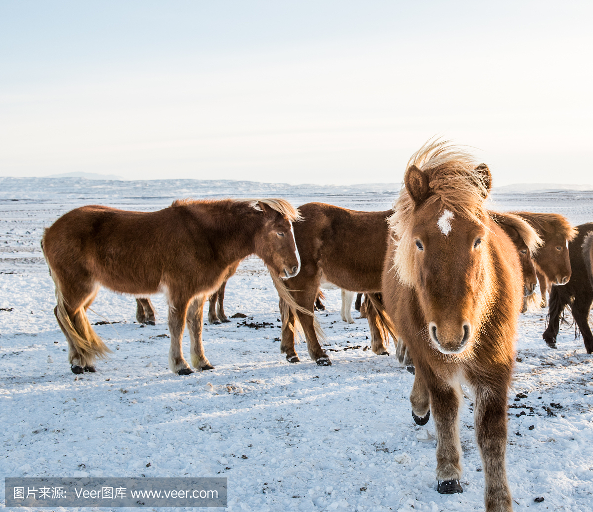 冰岛的马在雪地里