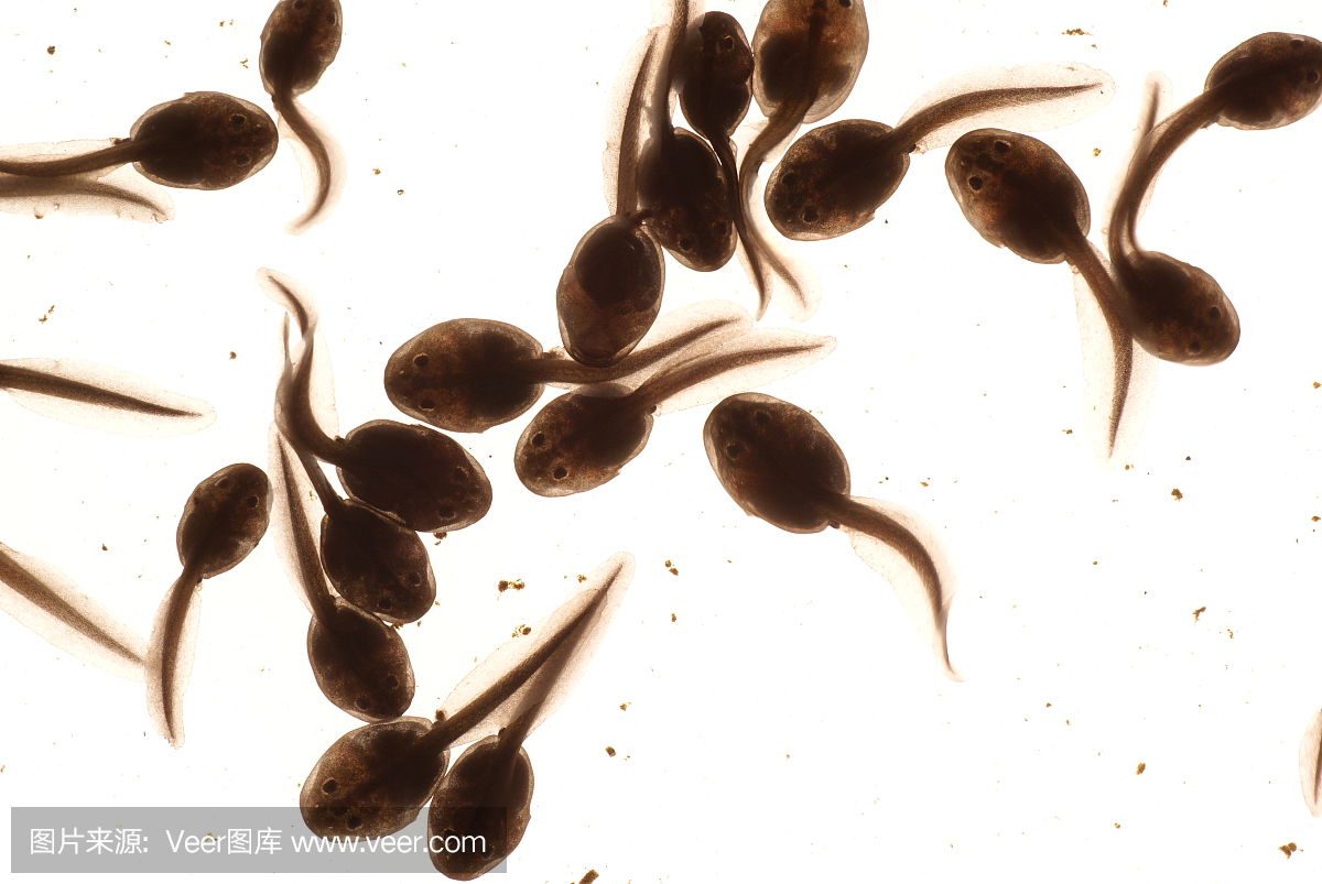 蝌蚪,青蛙幼虫,蝾螈,加州红腹蝾螈