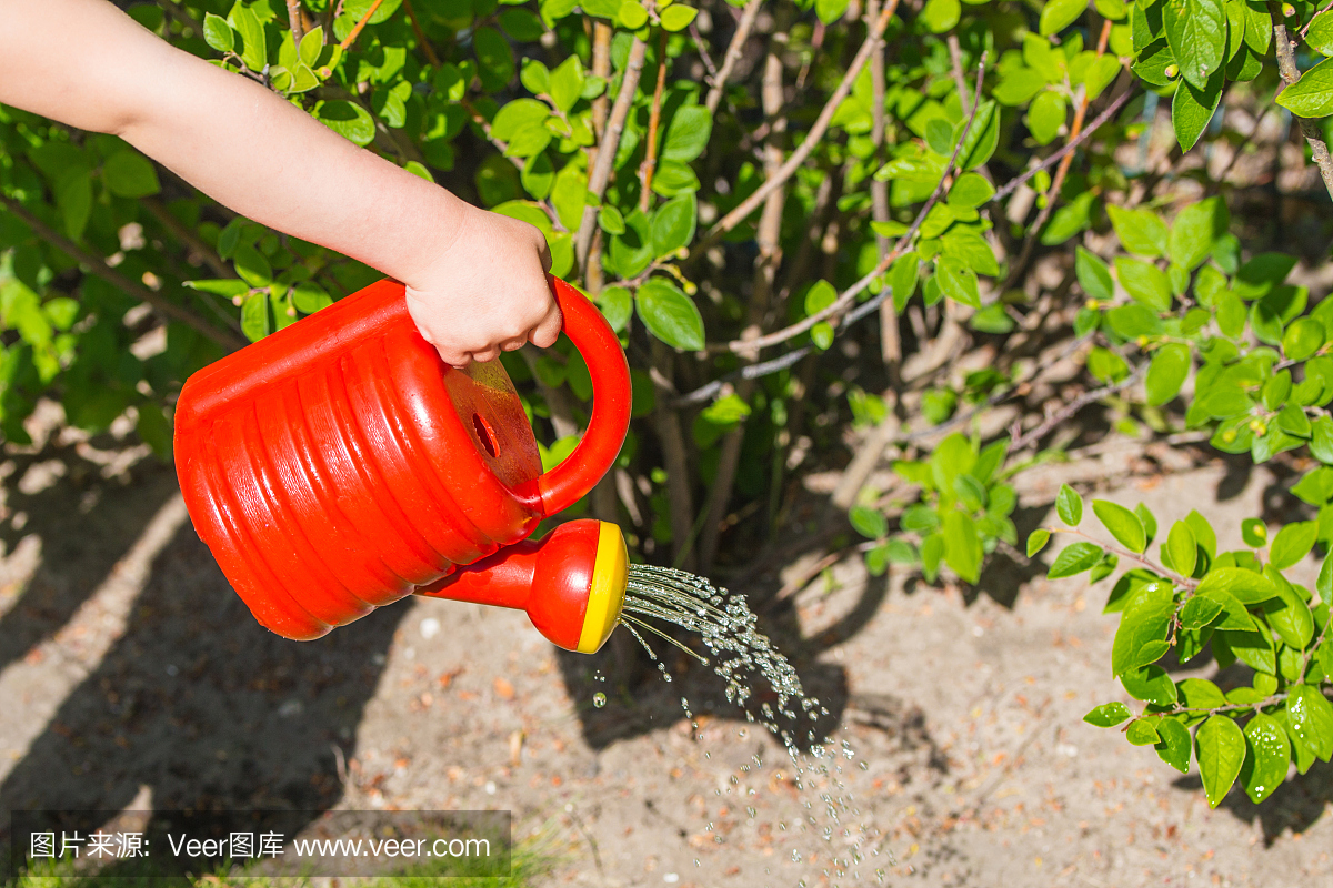 小孩的手拿着一个红色的塑料罐,可以在灌木丛