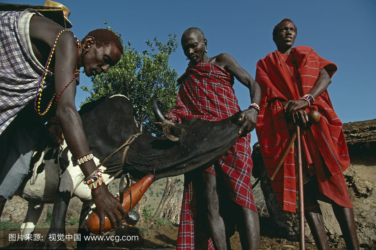 肯尼亚,马赛马拉,纳罗克县。马赛流血一头牛。