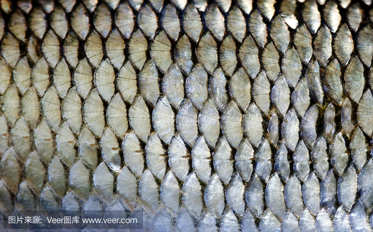 蟑螂鱼鳞皮肤宏观视图。照片欧洲缎鳞片纹理的