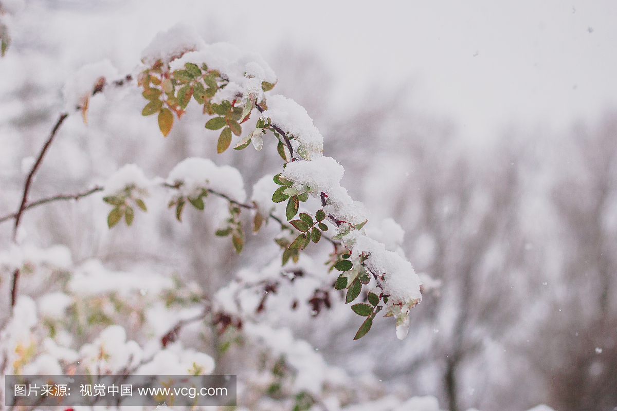 寒冷,环境,雪,天气