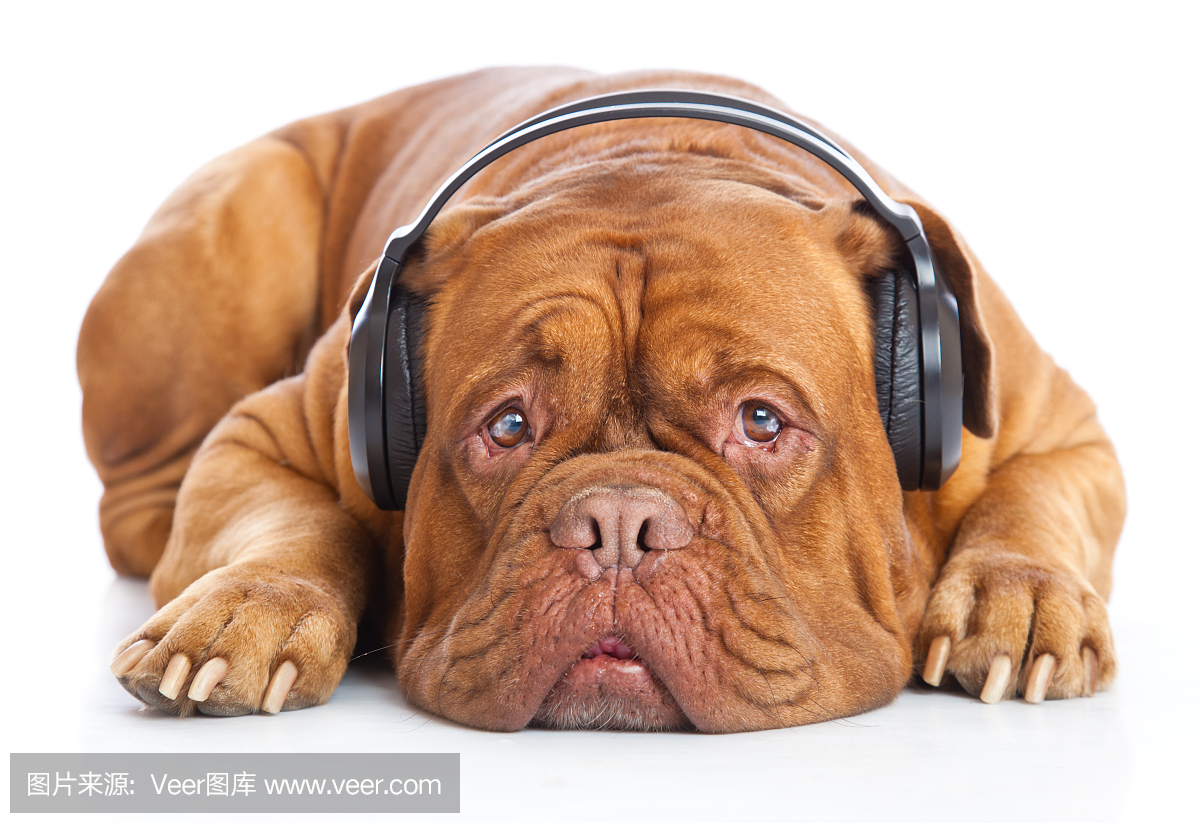 耳机里的狗正在听音乐