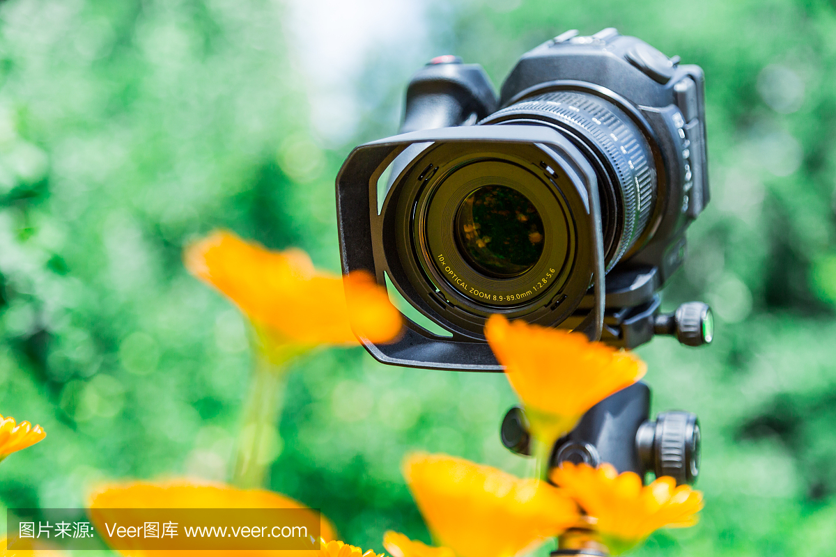 野金盏花,野万寿菊,电影摄影师,照相师