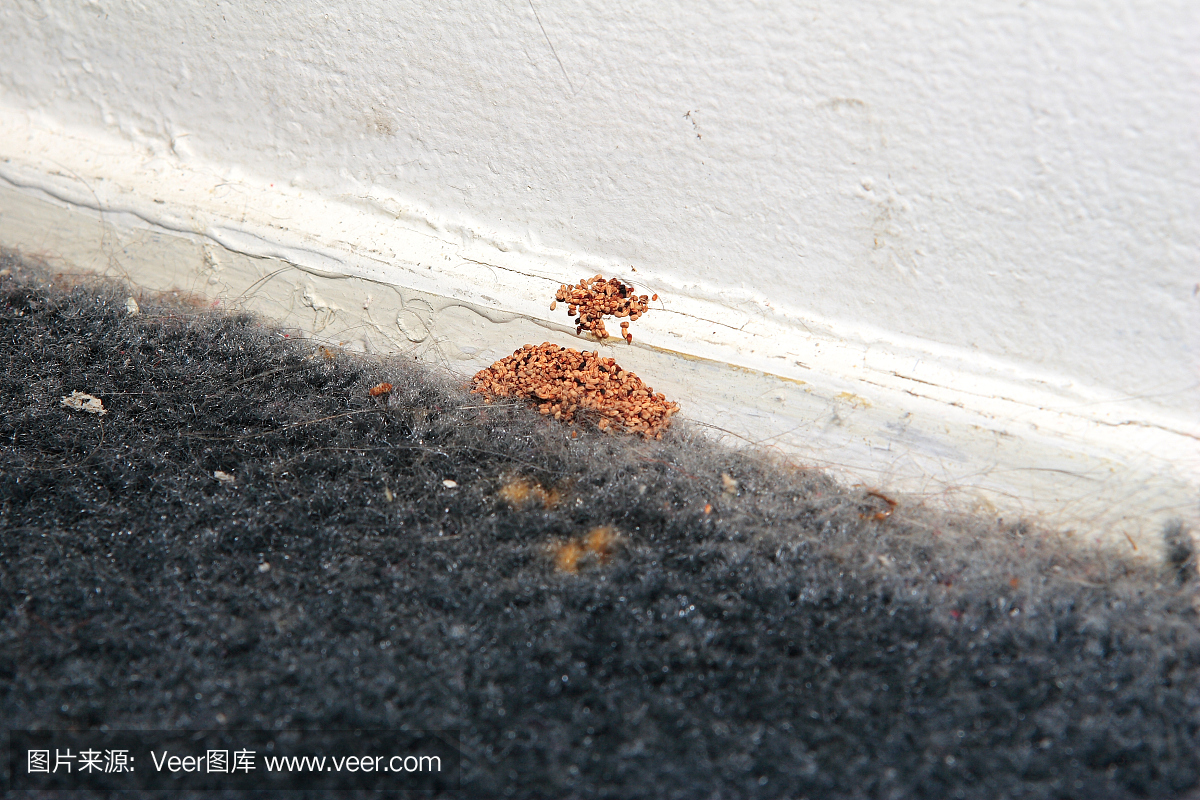 干木白蚁粪便颗粒抵靠墙壁