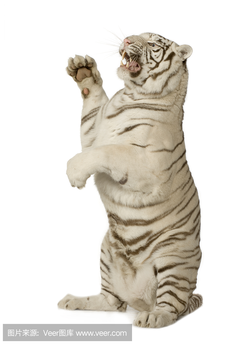 白虎,白老虎,咆哮,咆哮声