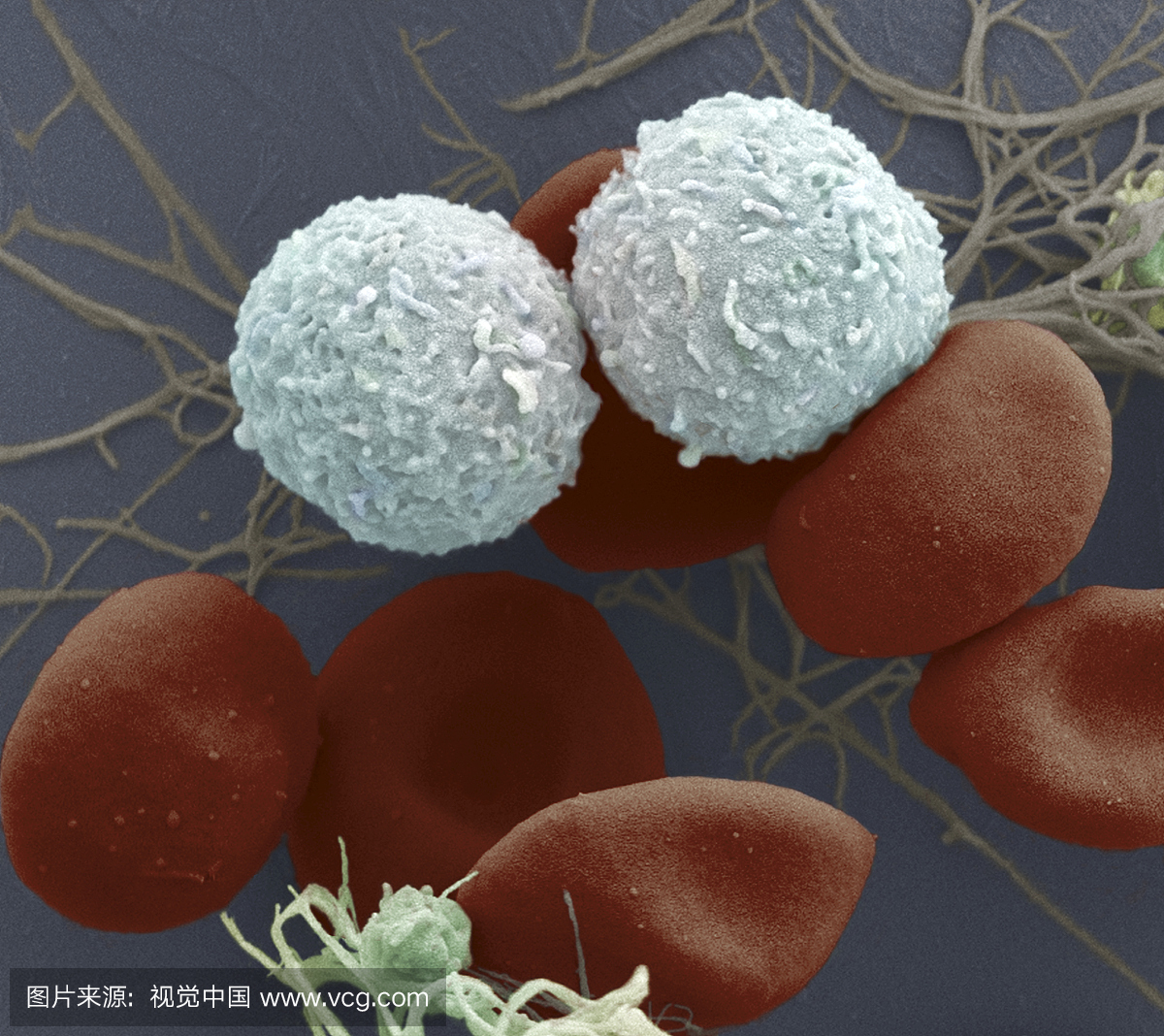 红细胞,两个白细胞和两个血小板。 SEM X500