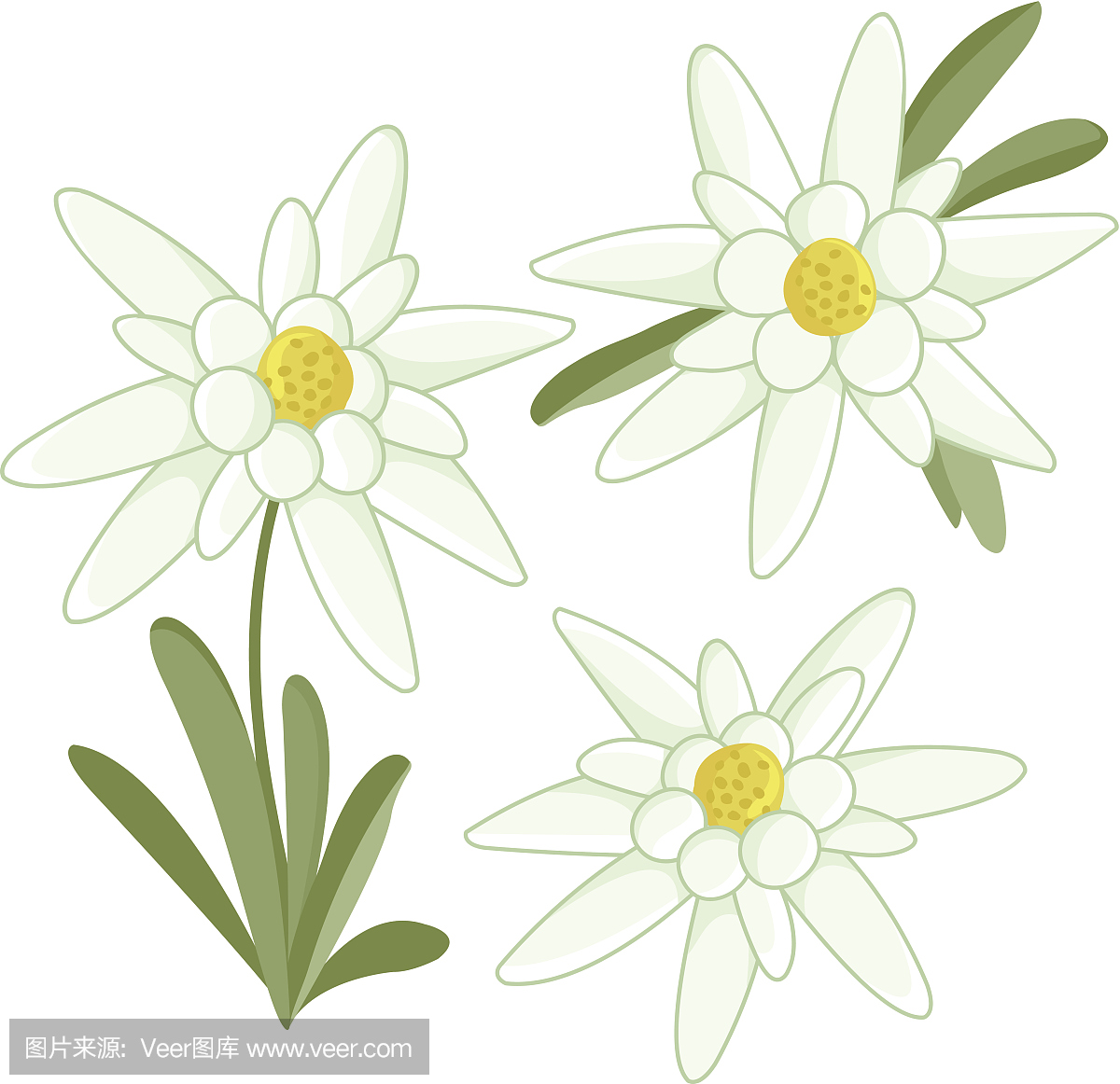Edelweiss花