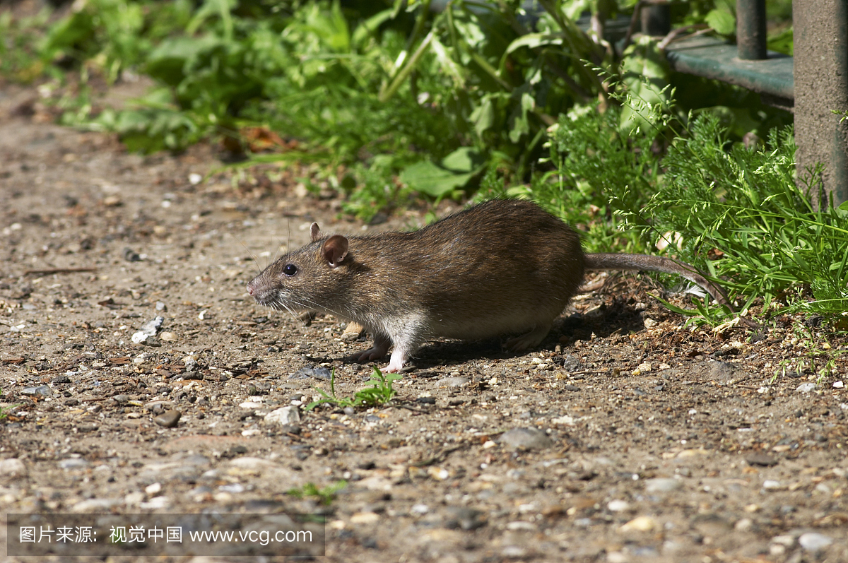 肥胖的挪威棕色老鼠生活在废料上的小鼠赤眼蜂