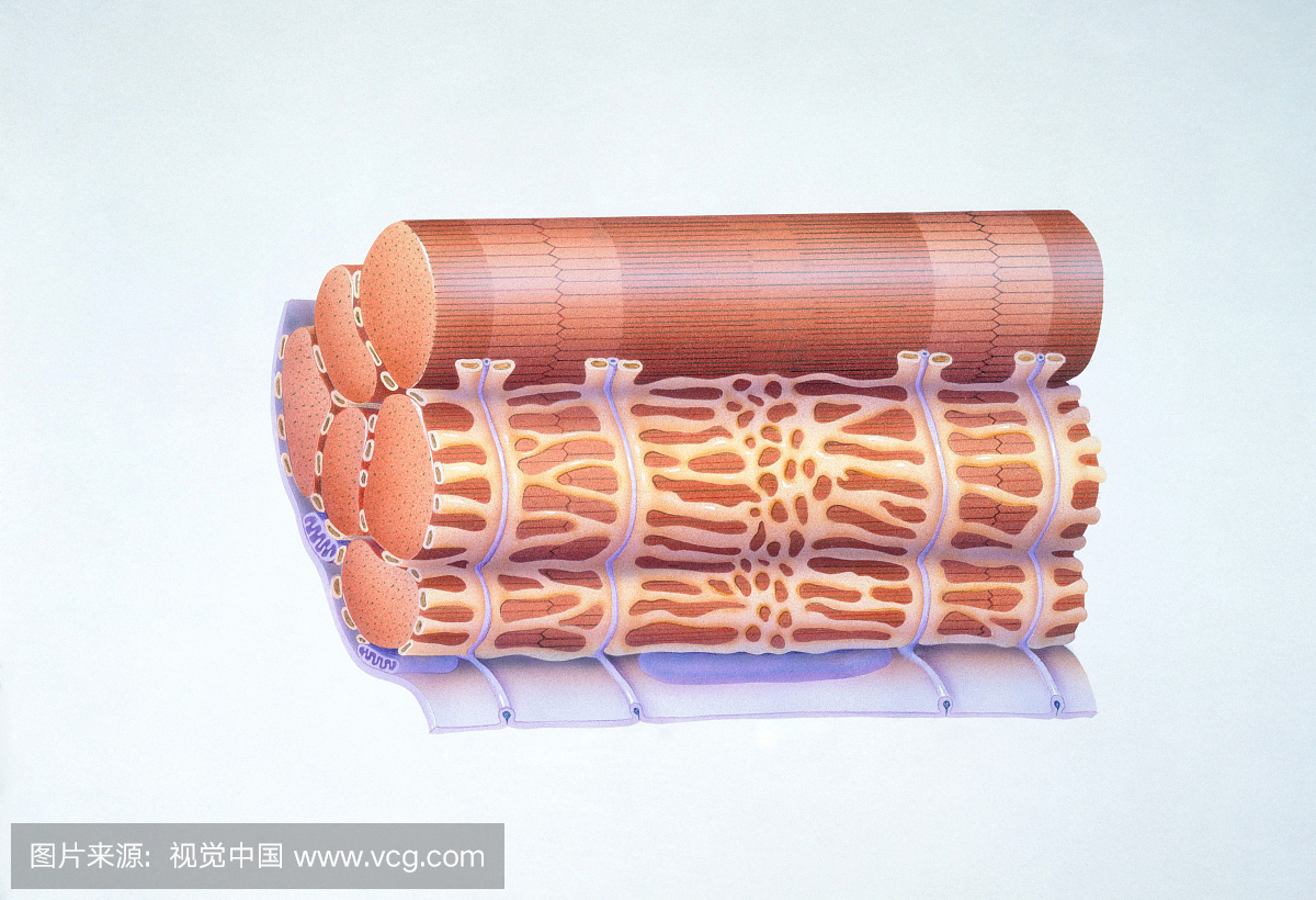示出肌纤维部分显示肌原纤维,包括肌质网.