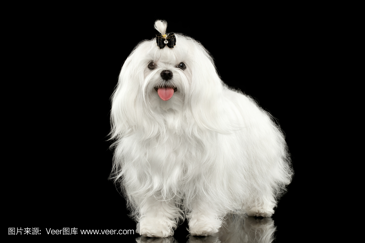 有趣的白色马耳他犬站立,看着相机孤立的黑色