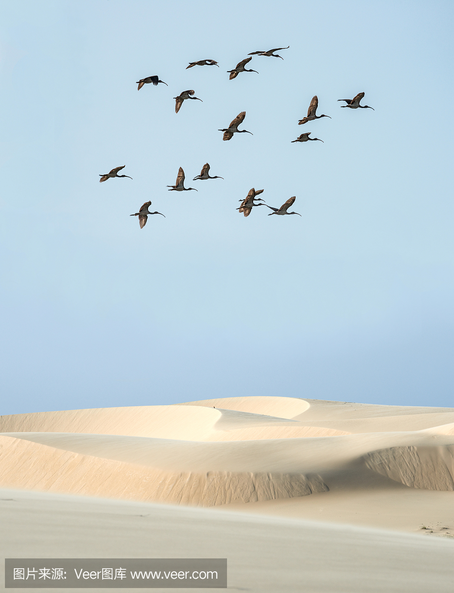 Scarlet ibis位于巴西北部Parnaiba河的沙漠河岸