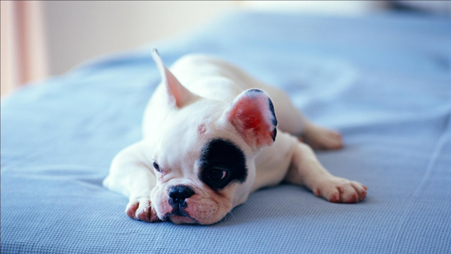 萌宠 汪星人 搞笑图 可爱 卖萌 狗-145kb