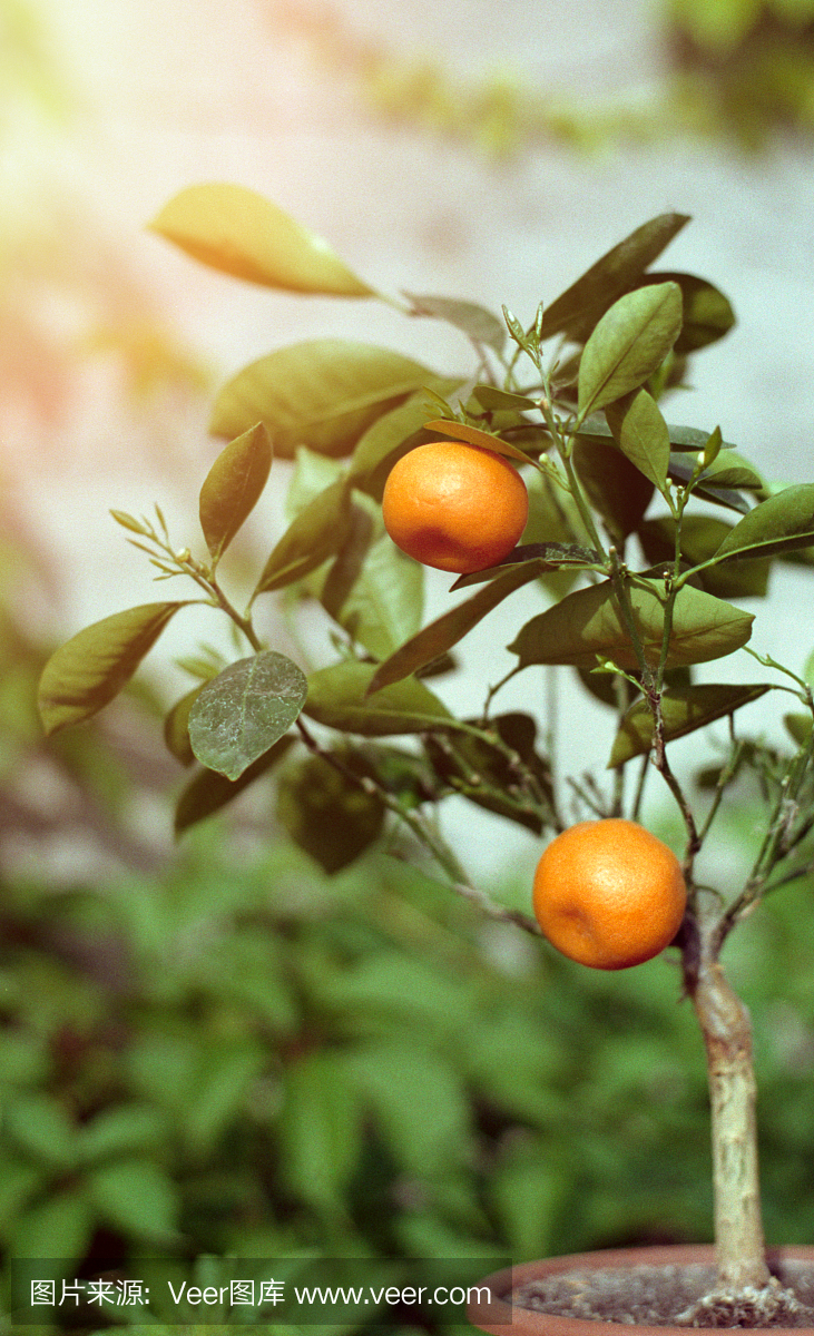 在花盆里的小柑橘树与水果。拍摄电影