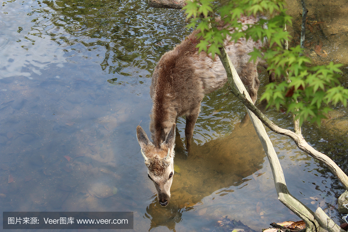 鹿在日本奈良奈良公园