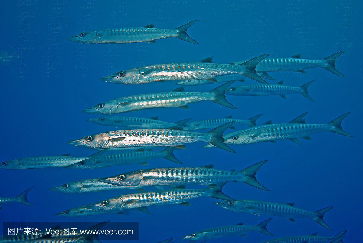黑鳍梭鱼,康氏黑马鲛,黑杖鱼,鱼群