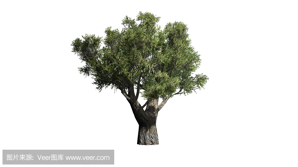 非洲橄榄树 - 孤立在白色背景上