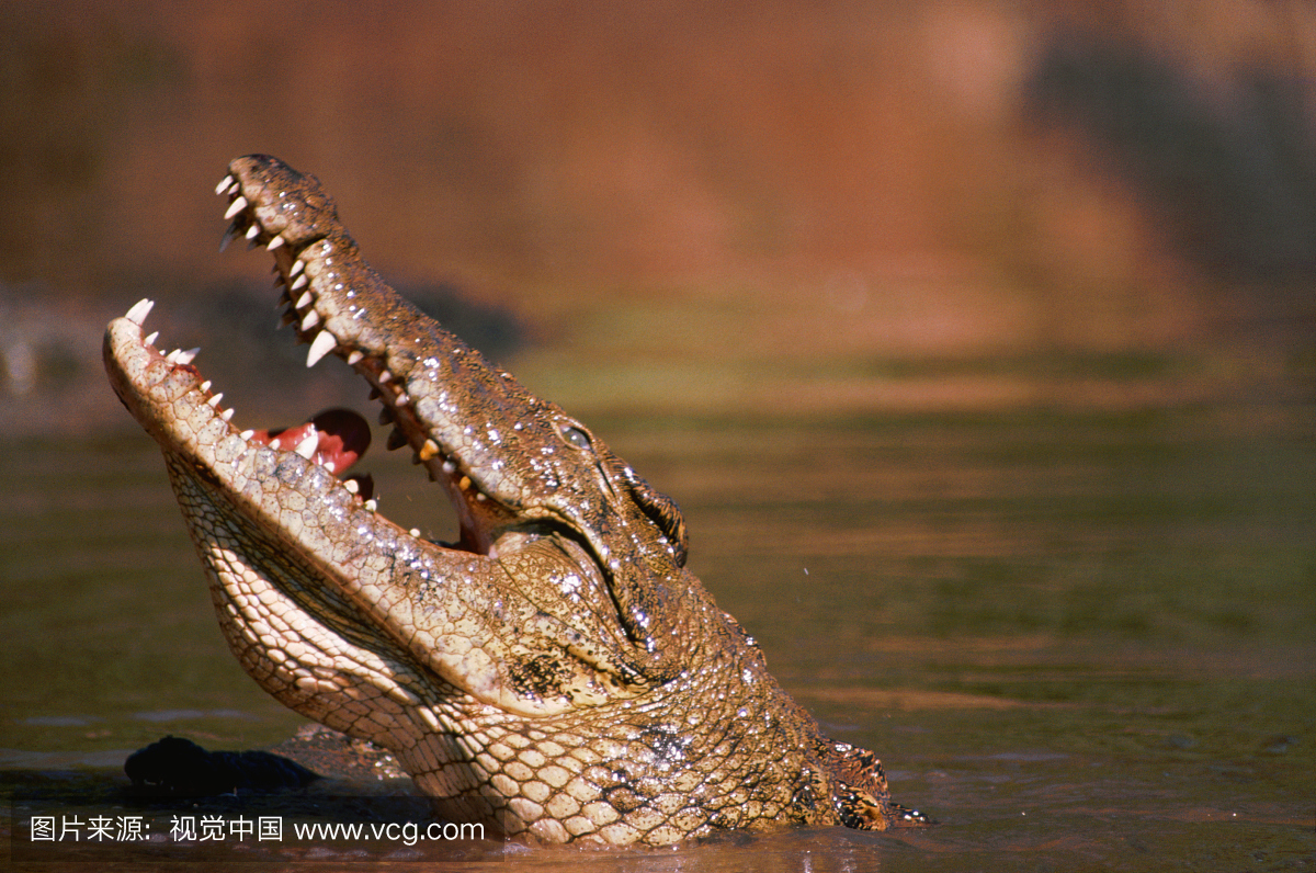 南部非洲,档案,尼罗鳄,春天