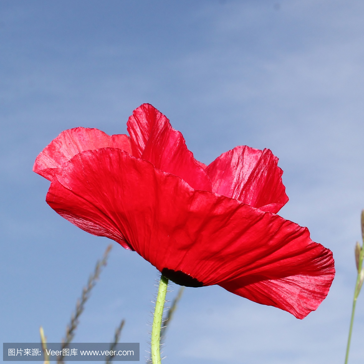 纯血猎犬,寻血犬,大侦探犬,一种猎犬