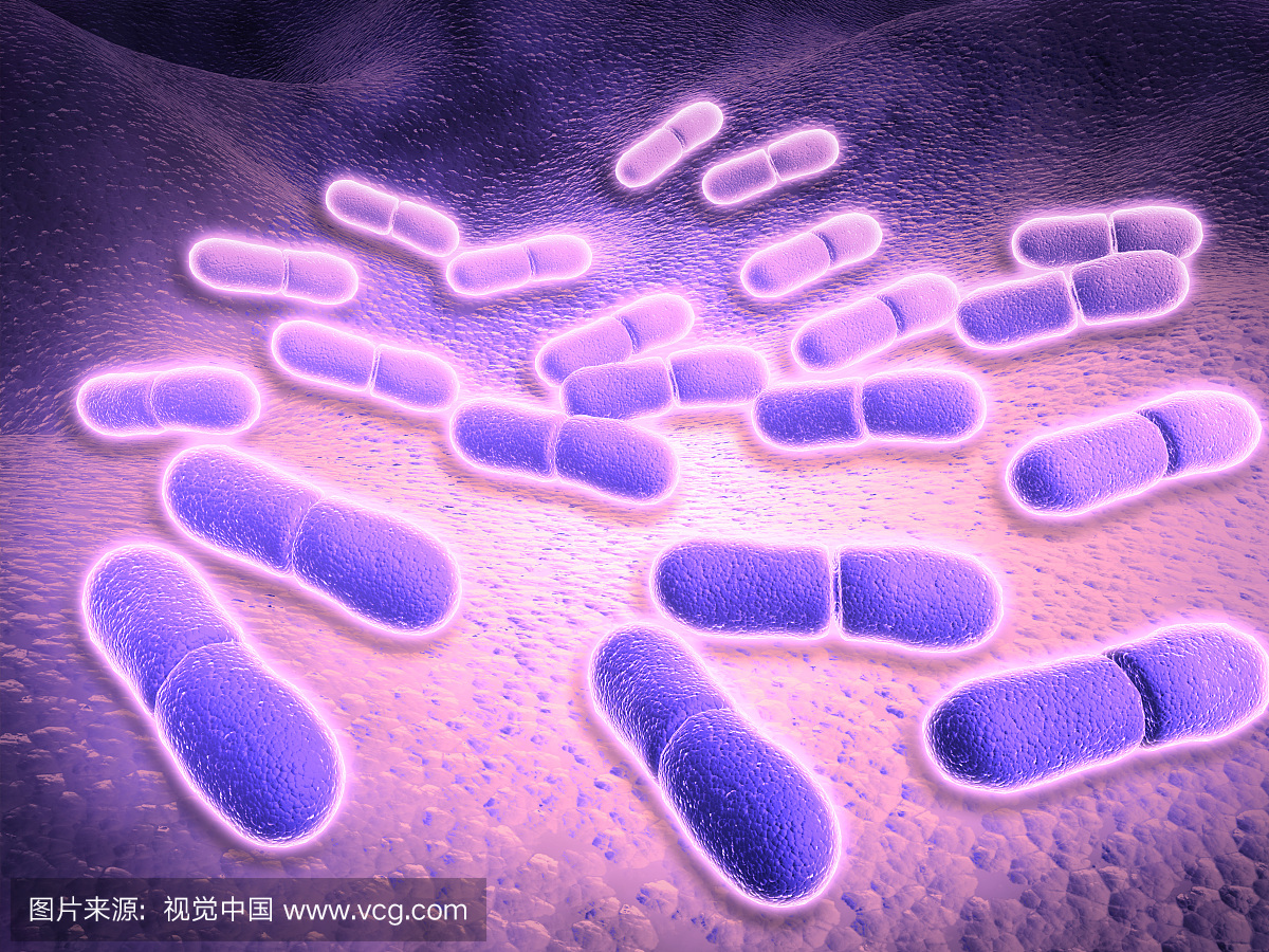 单核细胞增生利斯特氏菌的微观视图。单核细胞