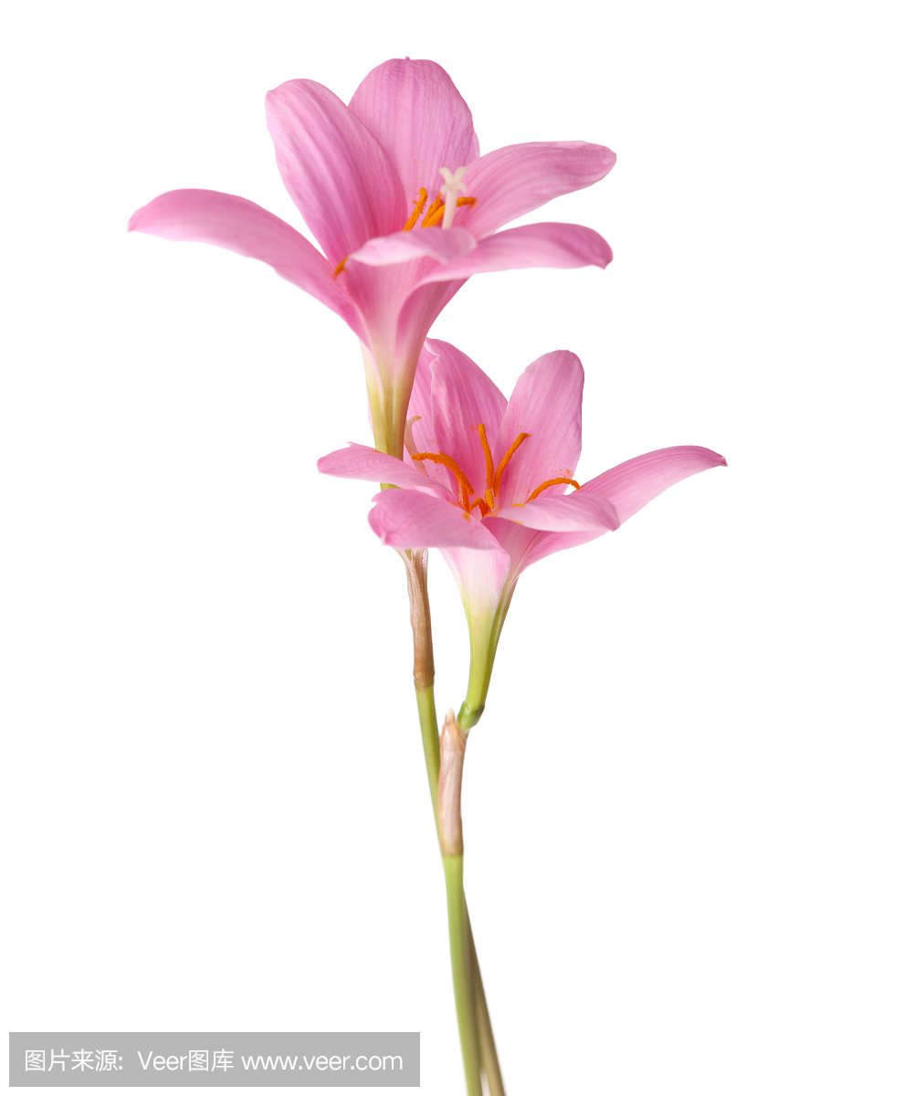 真菌性口炎,酵母感染,假丝酵母,念珠菌属