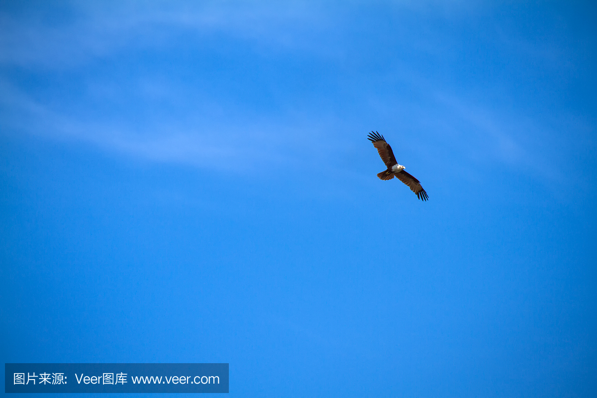 老鹰在蓝天飞翔。
