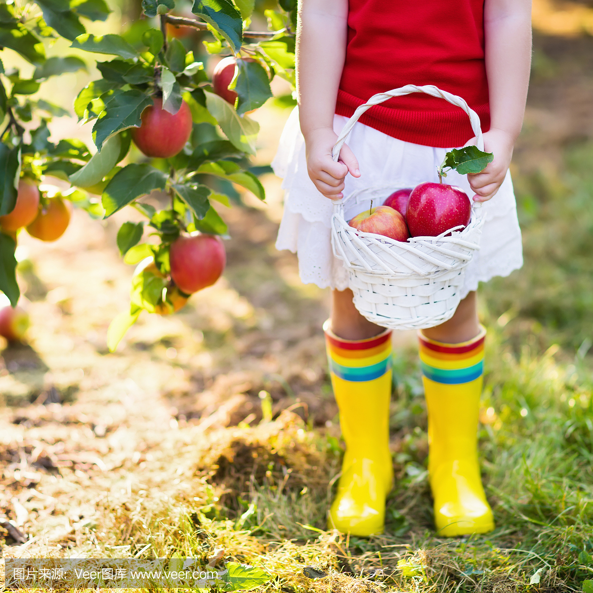 小女孩在水果园采摘苹果