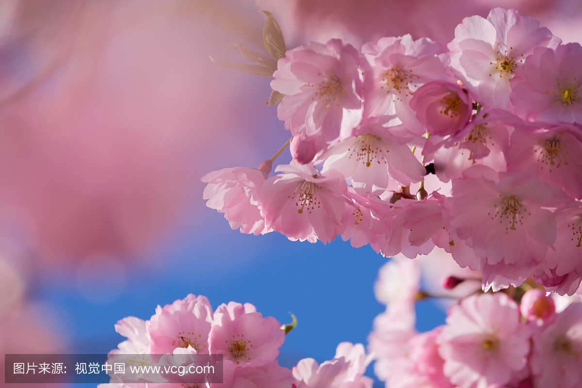 2017年3月下旬,德国慕尼黑拍摄可爱的日本樱