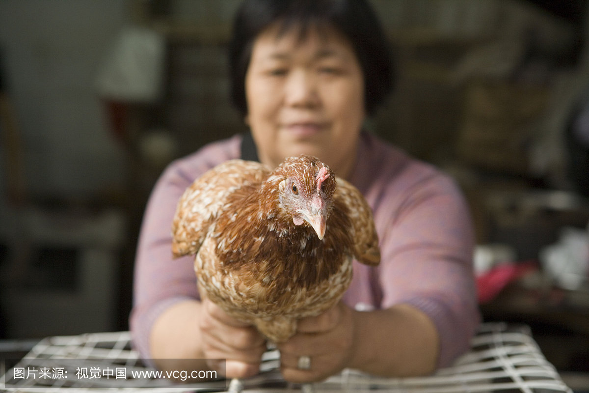 中国重庆市重庆市场活鸡女子