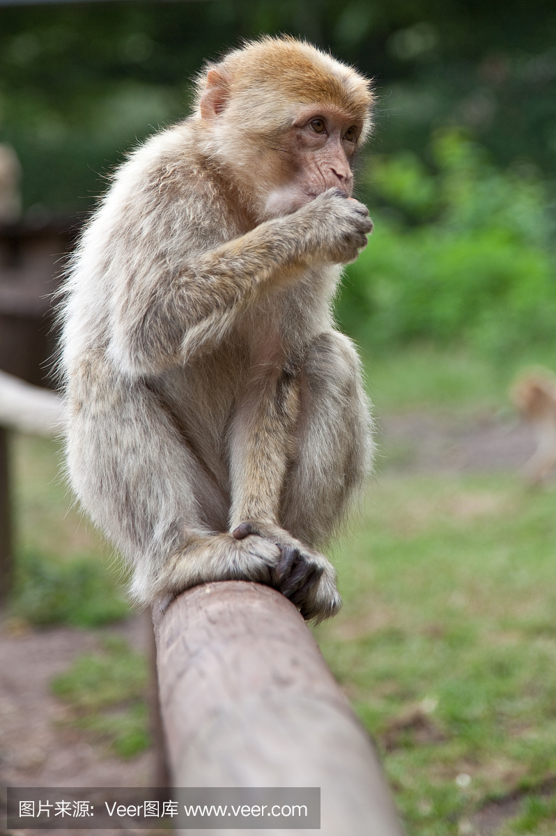 小猴子吃饭,坐在日志上