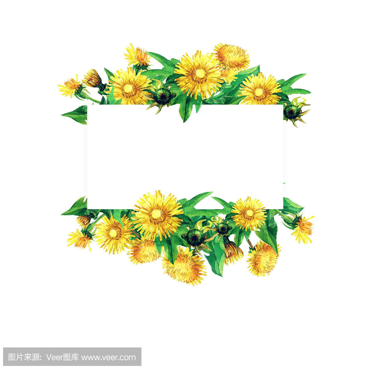 从蒲公英的花朵画帧画水彩。