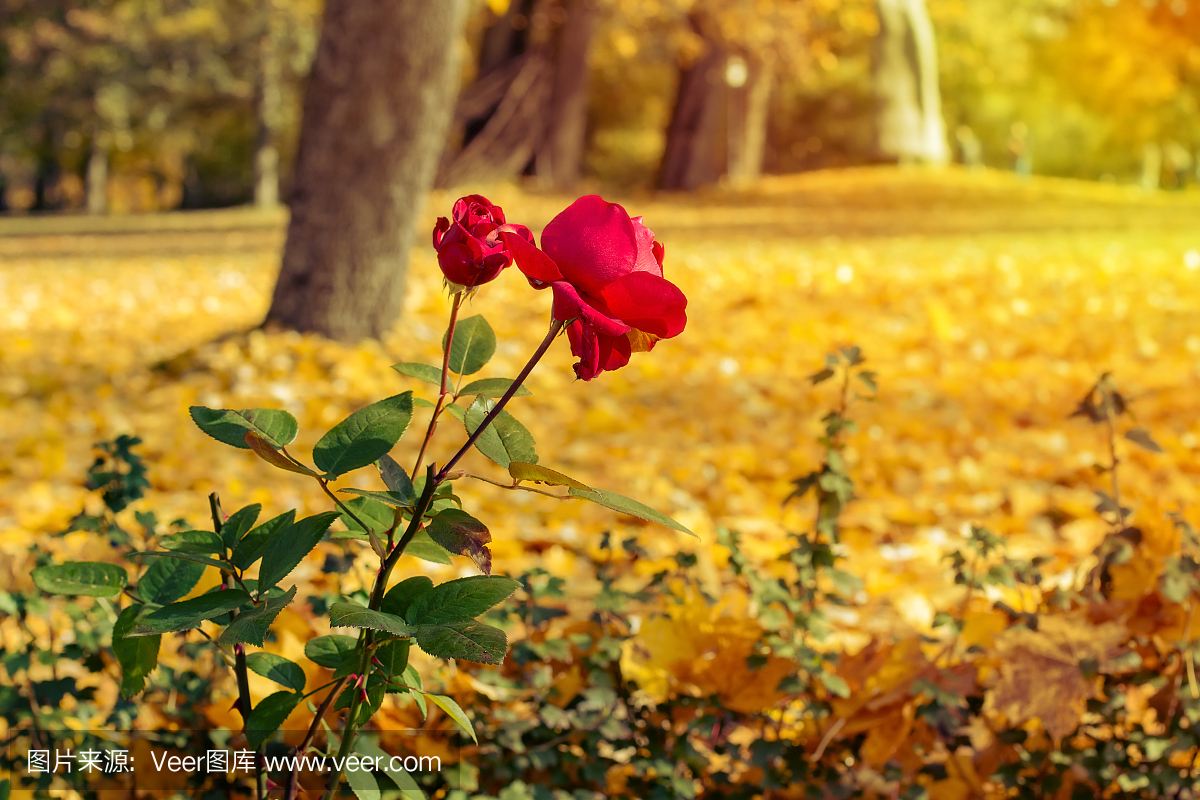 红玫瑰在秋天的公园