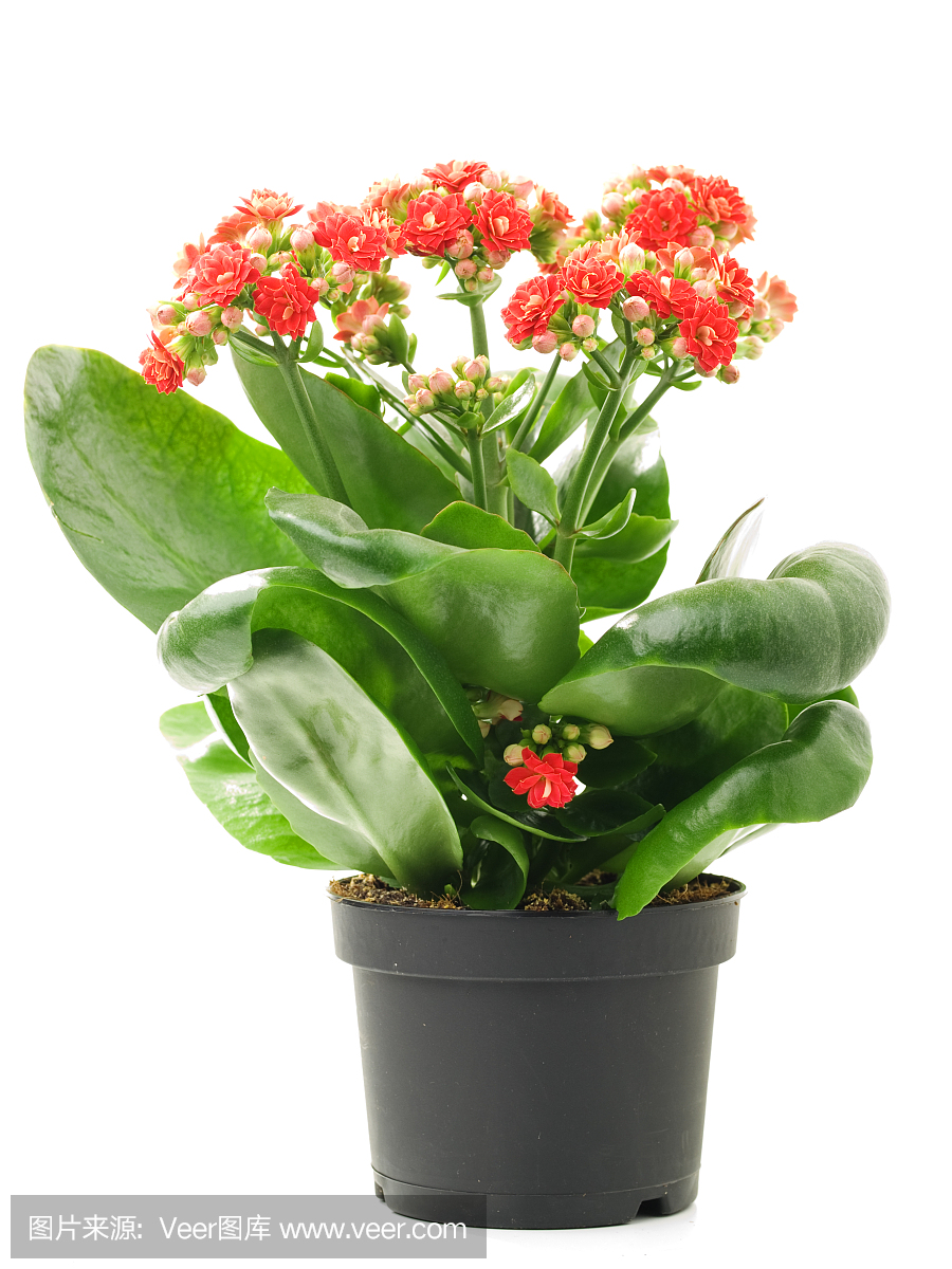 思考,英文字母B,英文字母P,清新