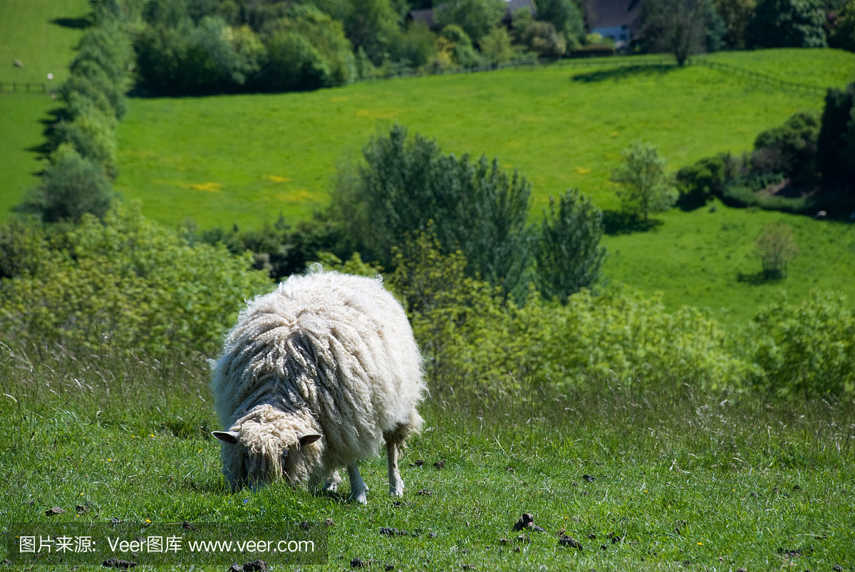 绵羊在英语领域