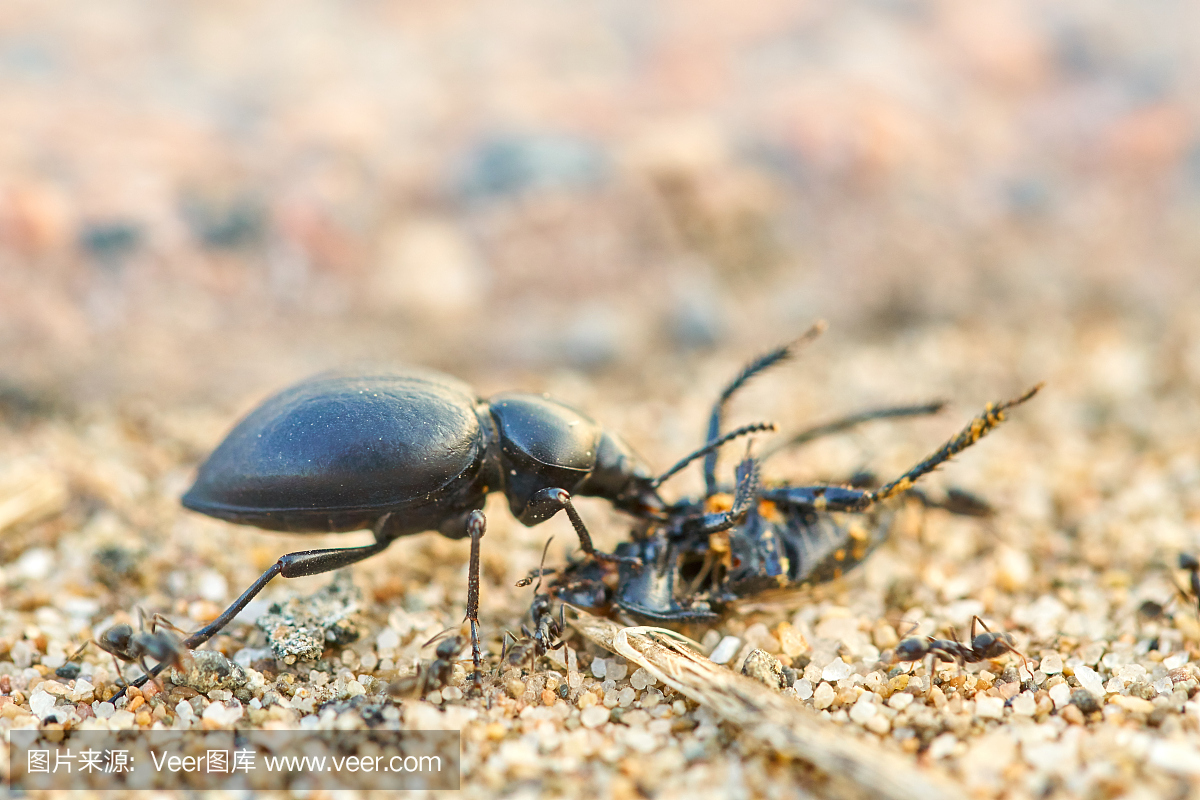 甲虫吃甲虫 - 巴塞罗那的海滩