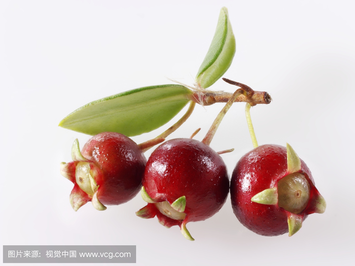 智利番石榴浆果在树枝上