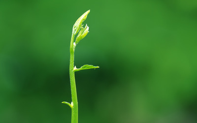 ppt 背景 壁纸 电脑桌面 发芽 绿色 绿色植物 嫩芽 嫩叶 新芽 植物