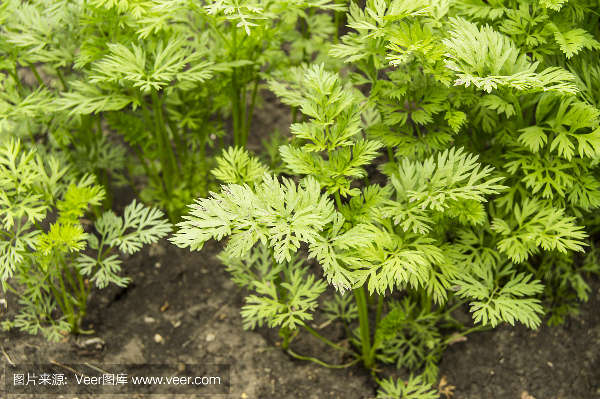 年轻绿色的叶子的胡萝卜和绿色背景土壤在花园