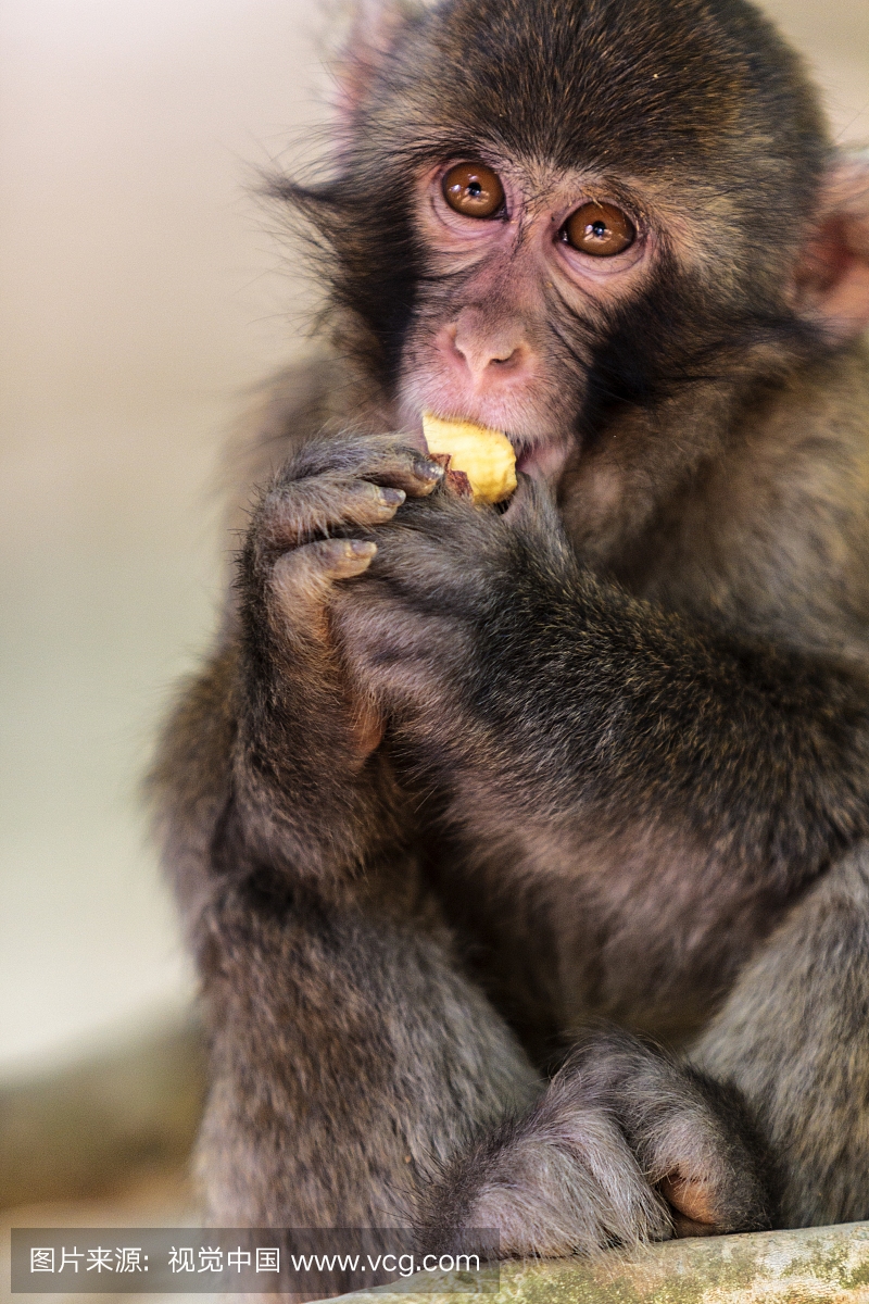 Portrait of monkey eating pear, Kyoto, Japan