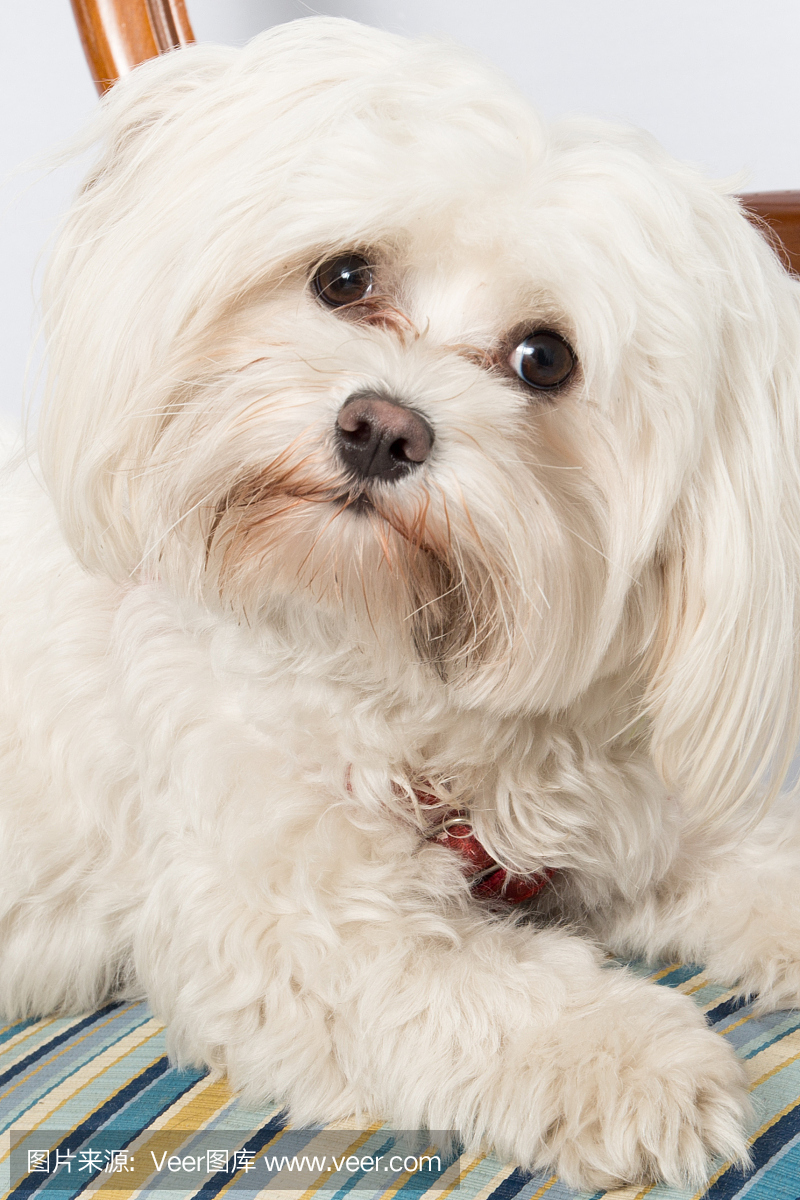 马耳他犬坐着,坐在椅子上看着相机