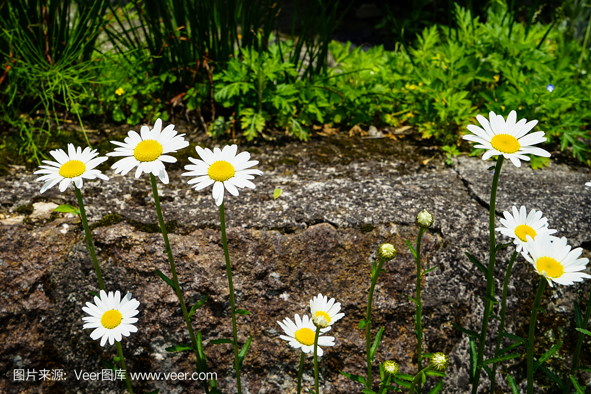 春白菊花,春白菊,法兰西菊,春白菊植物