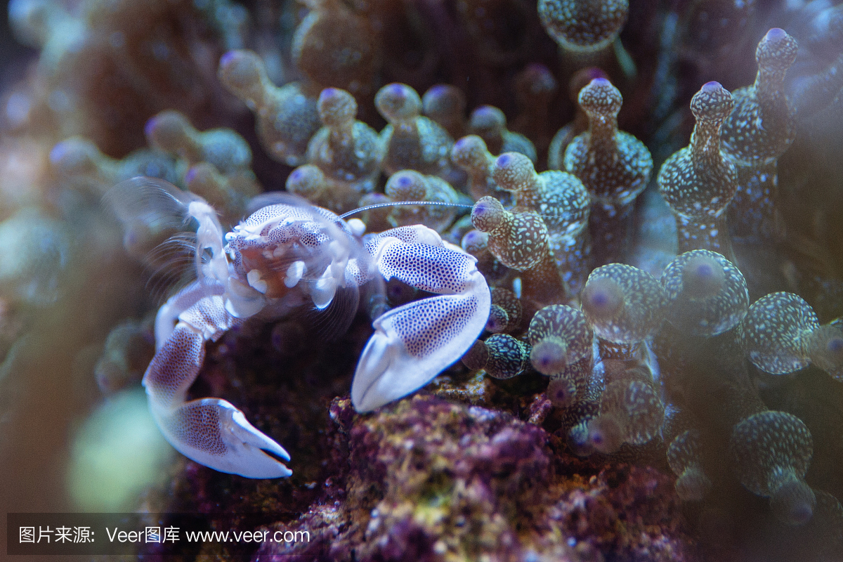 海洋生命,奶嘴海葵,图像,海洋