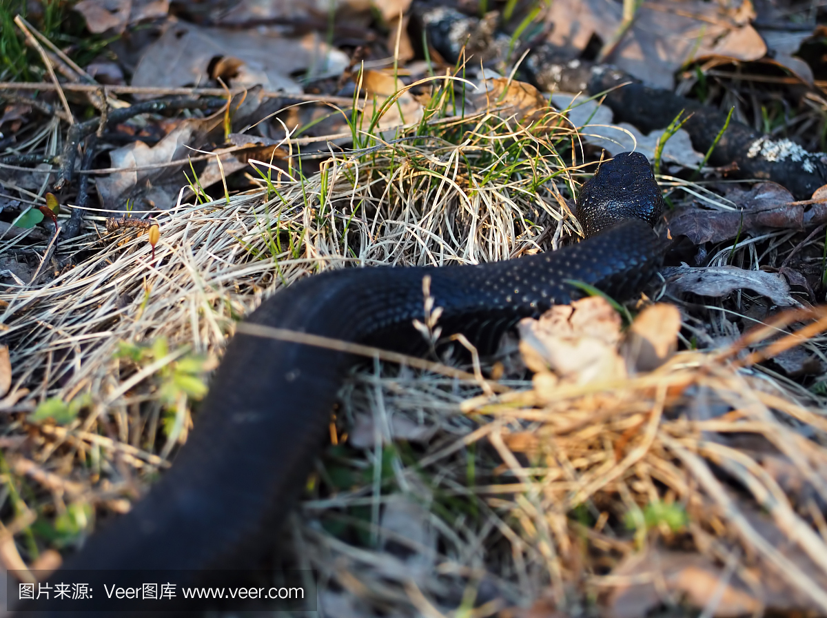 黑色危险的蛇在森林里