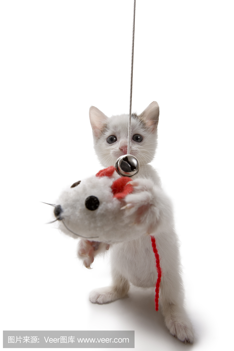 猫捉老鼠,猫捉鼠,伺机而动,老猫捉鼠