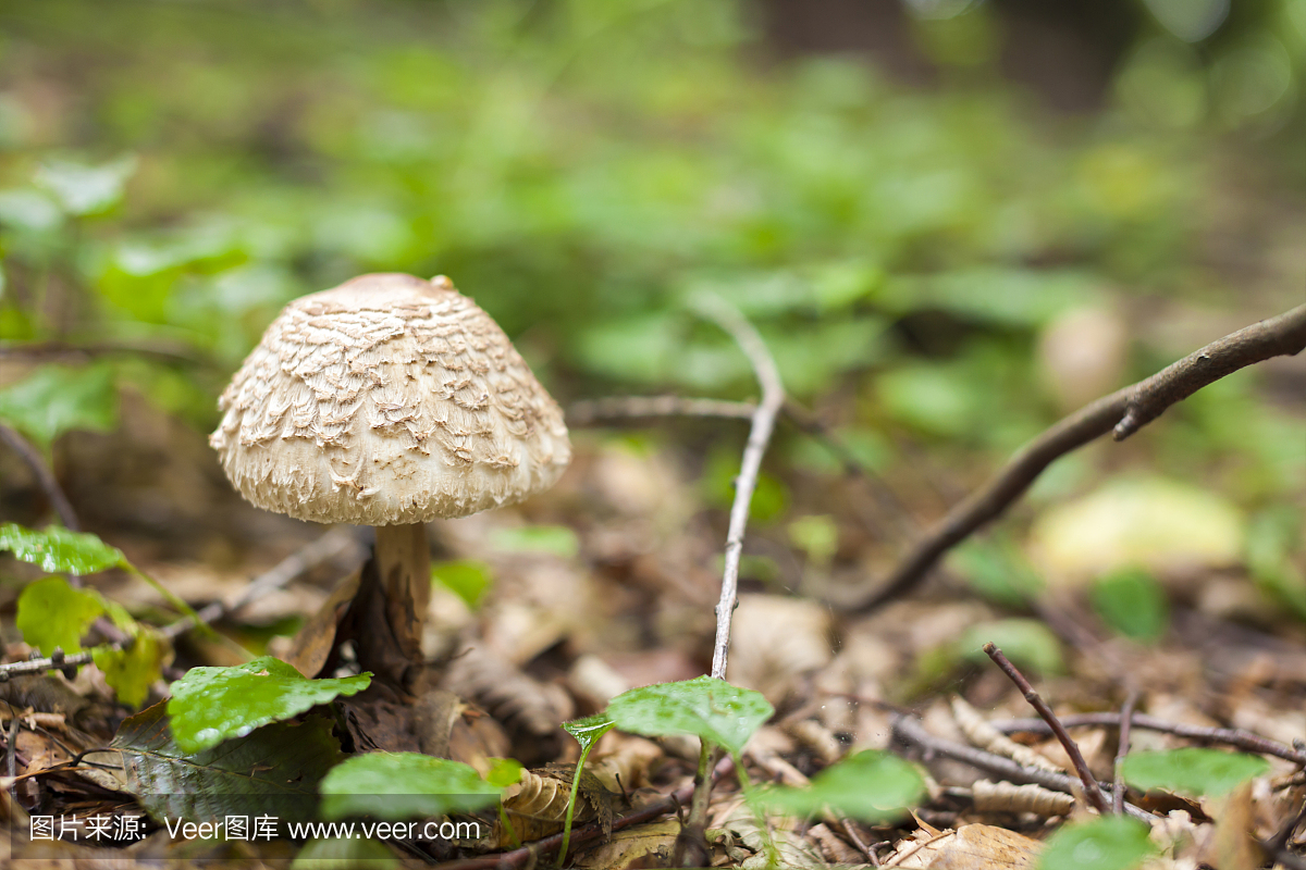 自然,鬼笔鹅膏,水平画幅,绿色