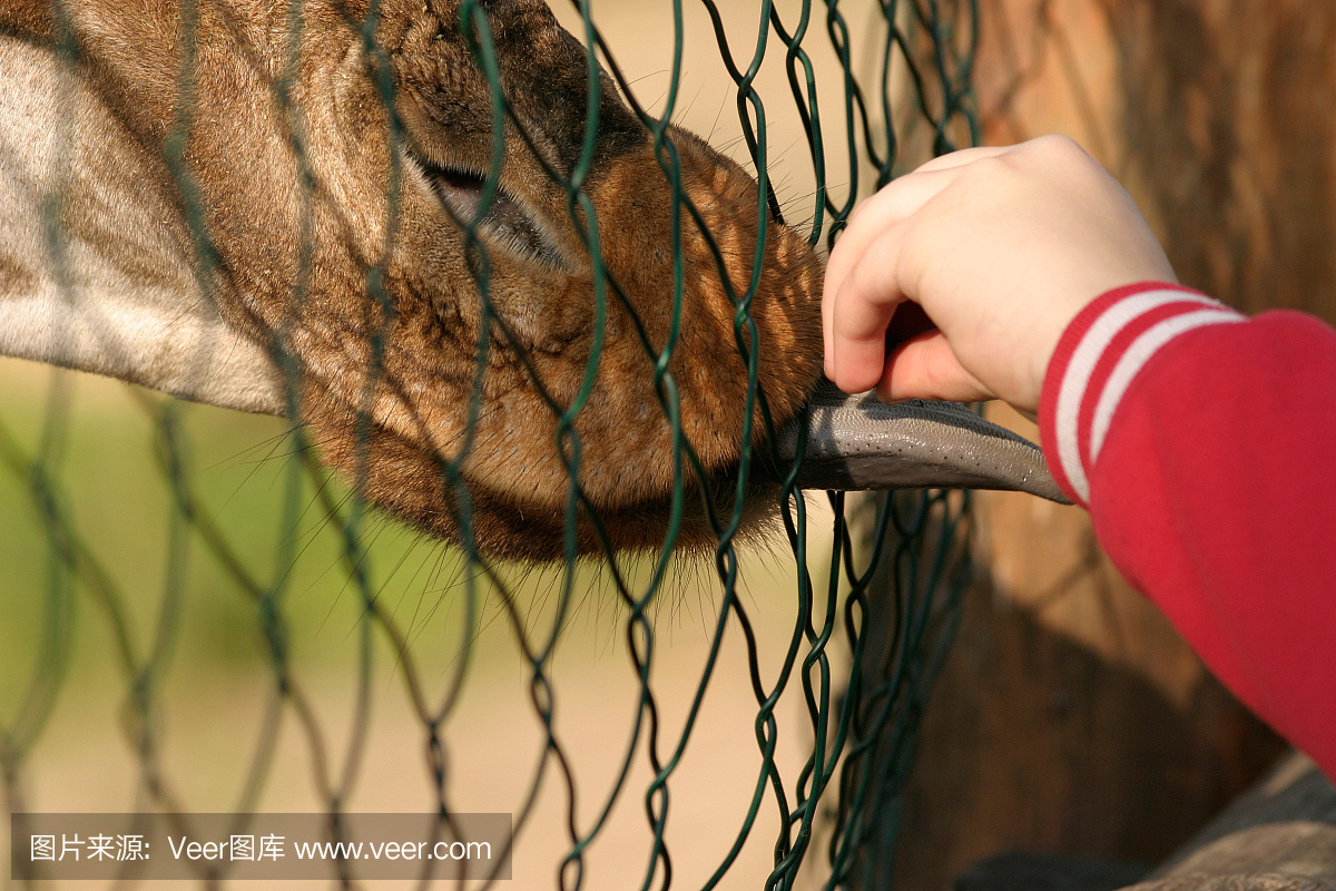 长颈鹿喂养围栏