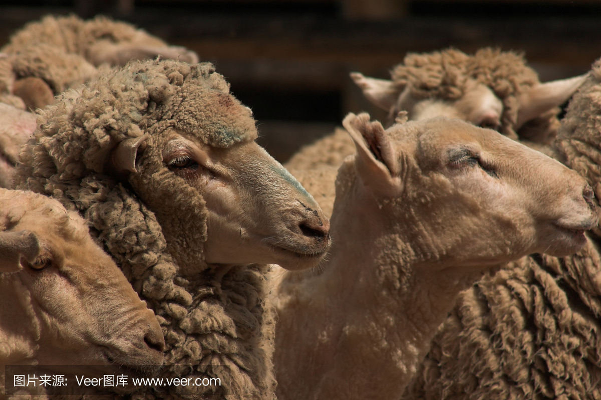 薄膜,表膜,羊群,群羊