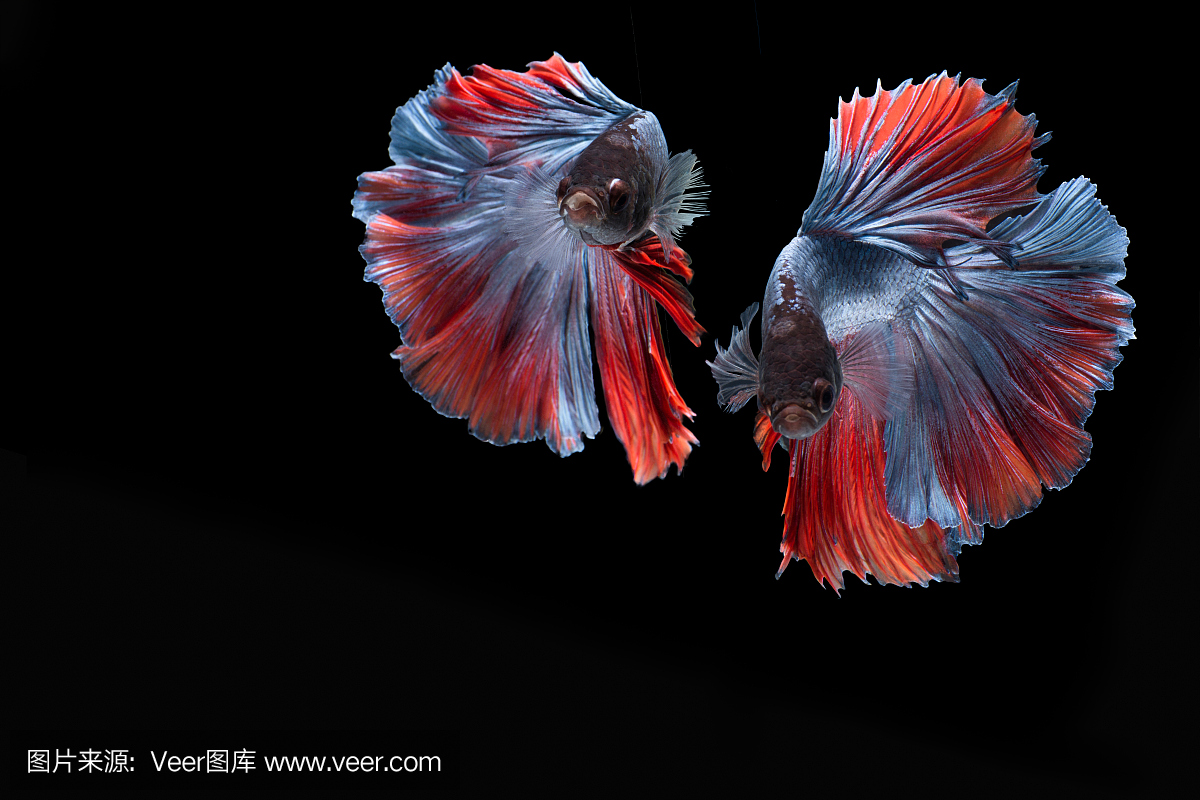 双色彩缤纷斗鱼,孤立在黑色背景上的暹罗斗鱼